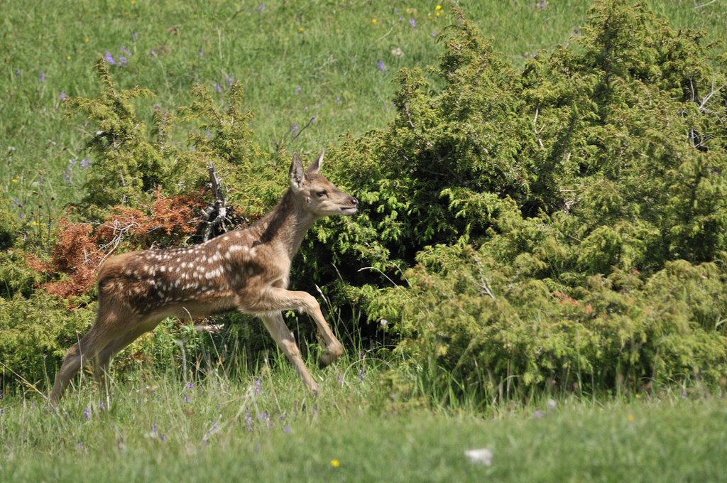 Cuccioli  (fotoracconto)